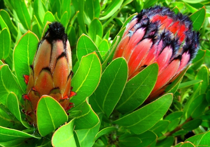 Протея нутан цветок