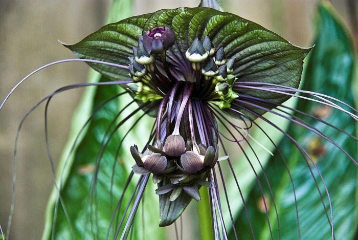 Такка шантрье