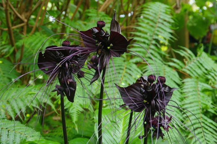 Такка шантрье черная