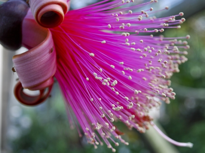 Pseudobombax ellipticum