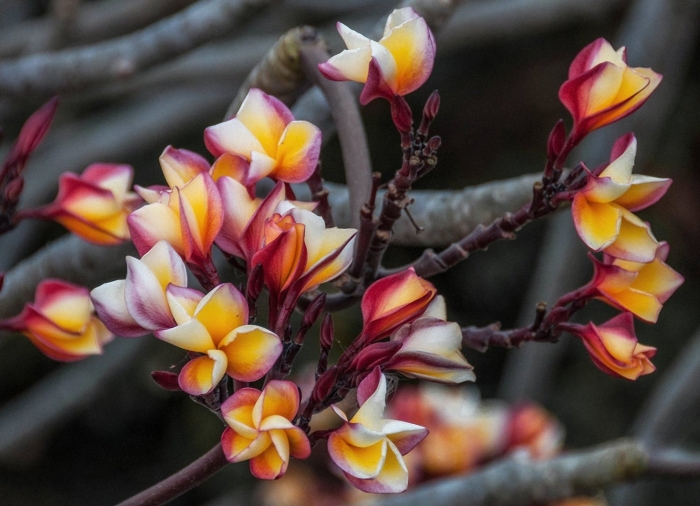 Цветок плюмерия