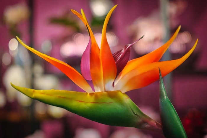 Стрелиция королевская райская птица