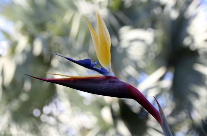 Стрелиция райская птица