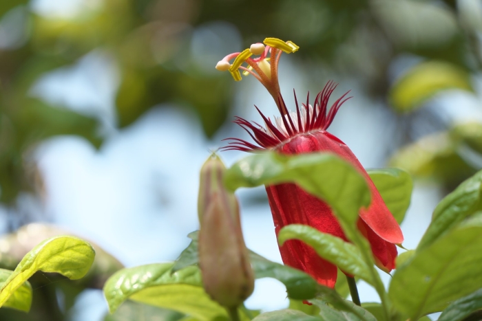 Passiflora vitifolia