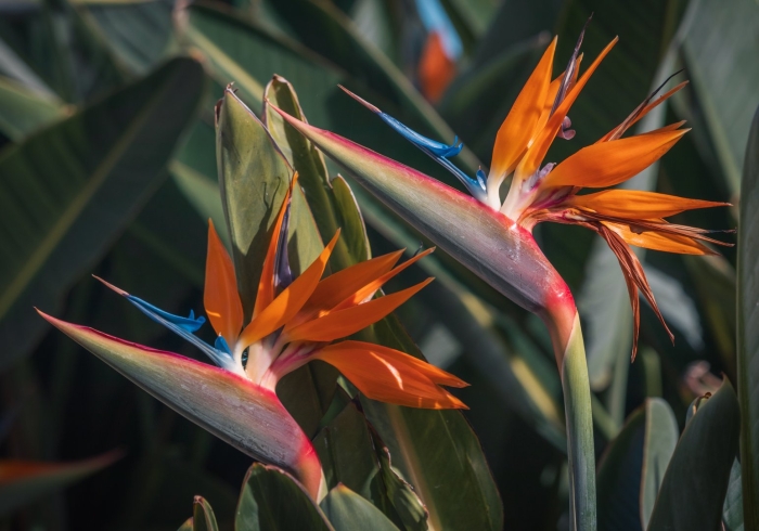 Стрелиция reginae