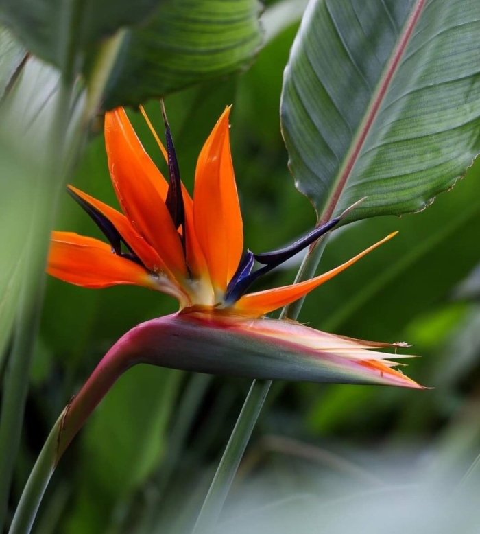 Цветок стрелиция королевская