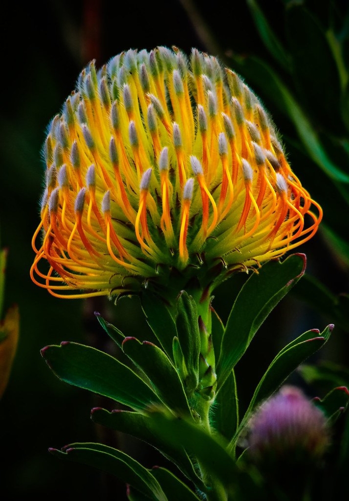 Нутан леукоспермум