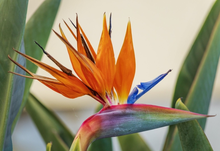 Стрелиция королевская райская