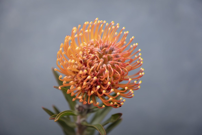 Протея нутан леукоспермум