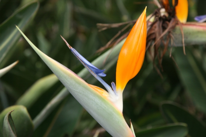 Strelitzia reginae
