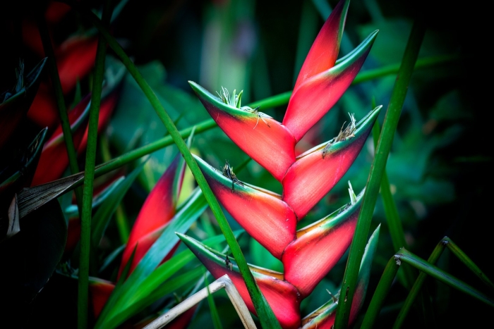 Геликония тропикал