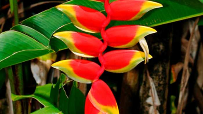 Heliconia rostrata