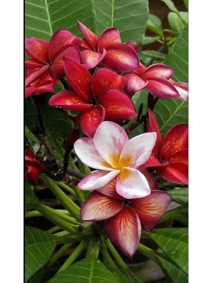 Тиаре плюмерия