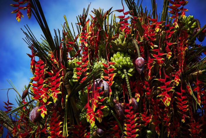 Геликония гавайи цветок