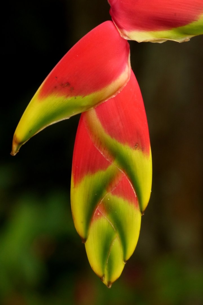 Heliconia latispatha