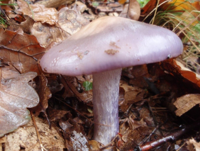 Грибы рядовки синюшки