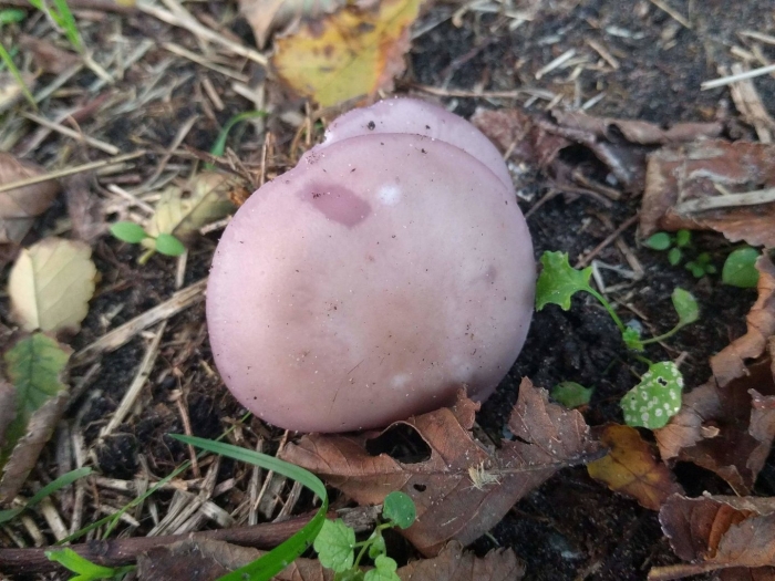 Рядовка фиолетовая гриб