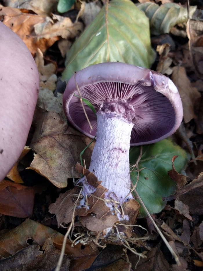 Паутинник триумфальный гриб