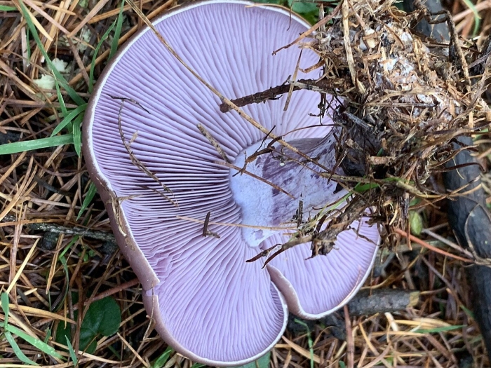 Фиолетовая рядовка