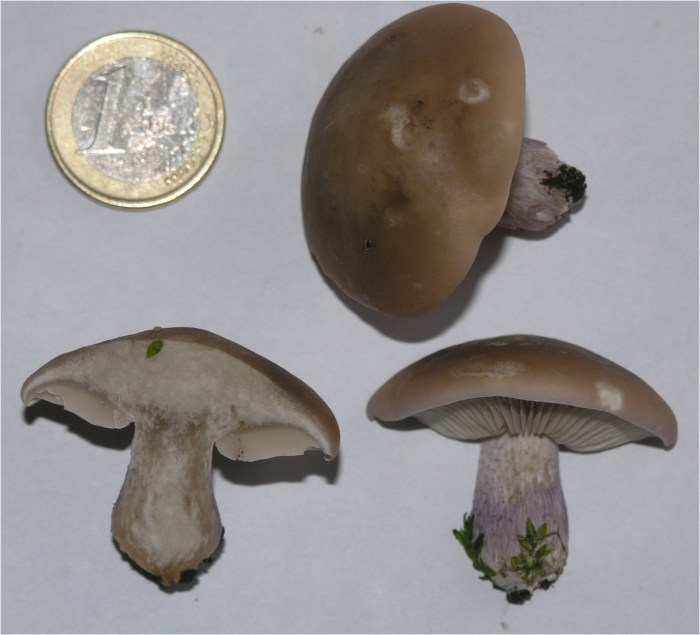 Леписта саева