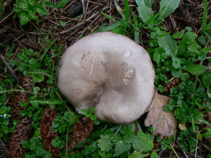 Леписта сорная