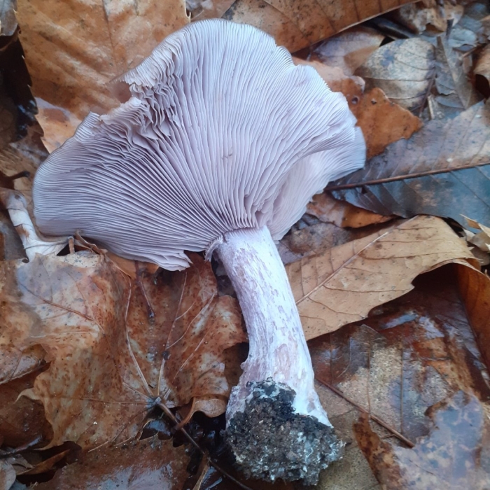 Леписта замаскированная гриб