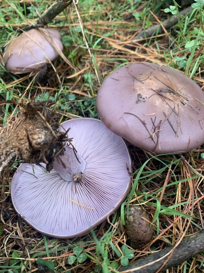 Рядовка фиолетовая