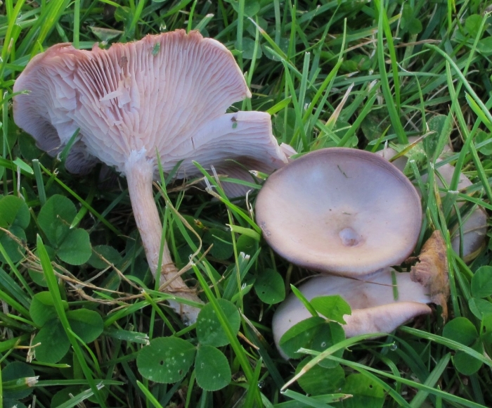 Гриб lepista sordida