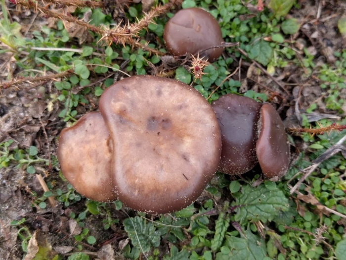 Рядовка скученная гриб