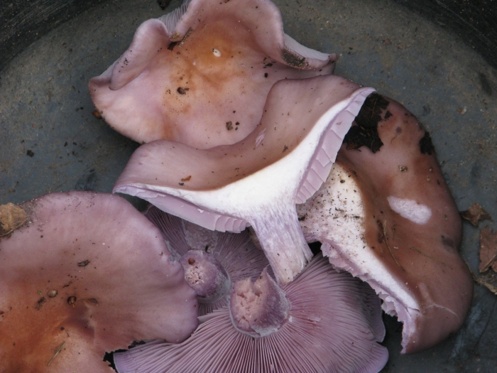 Грибы рядовки синюшки