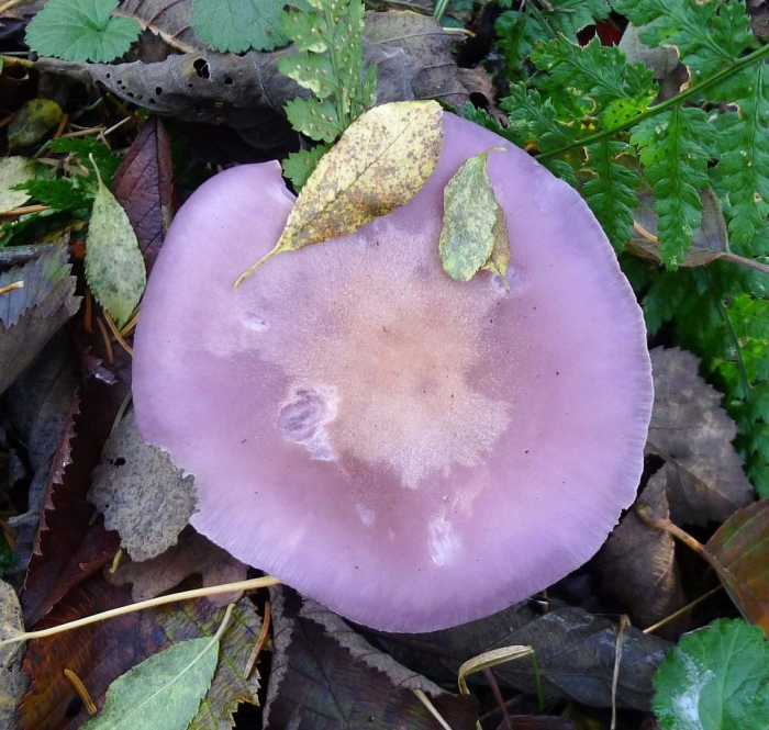 Гриб рядовка фиолетовая