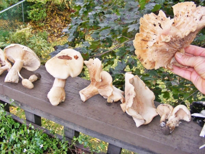 Рядовка гриб