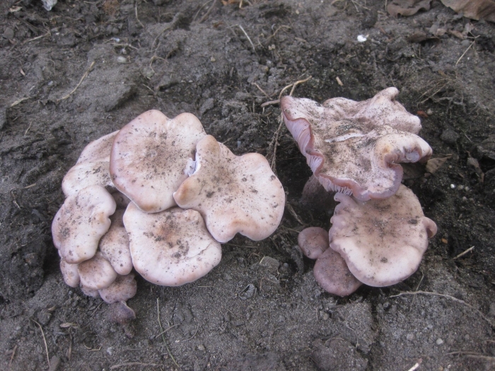 Lactarius lilacinus