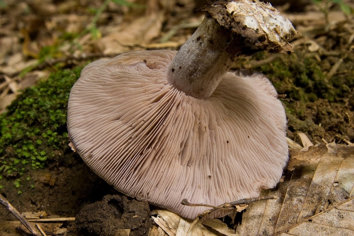 Lepista panaeolus
