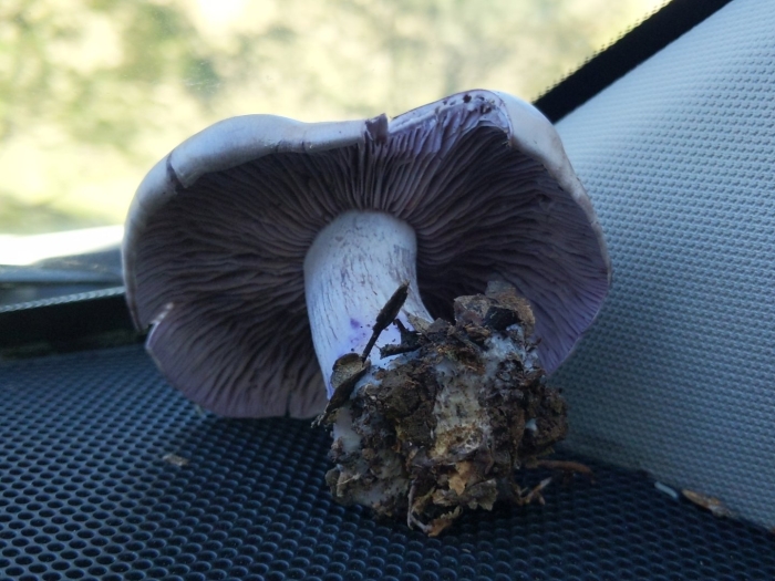 Гриб рядовка лиловоногая