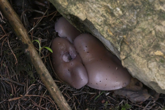 Гриб рядовка