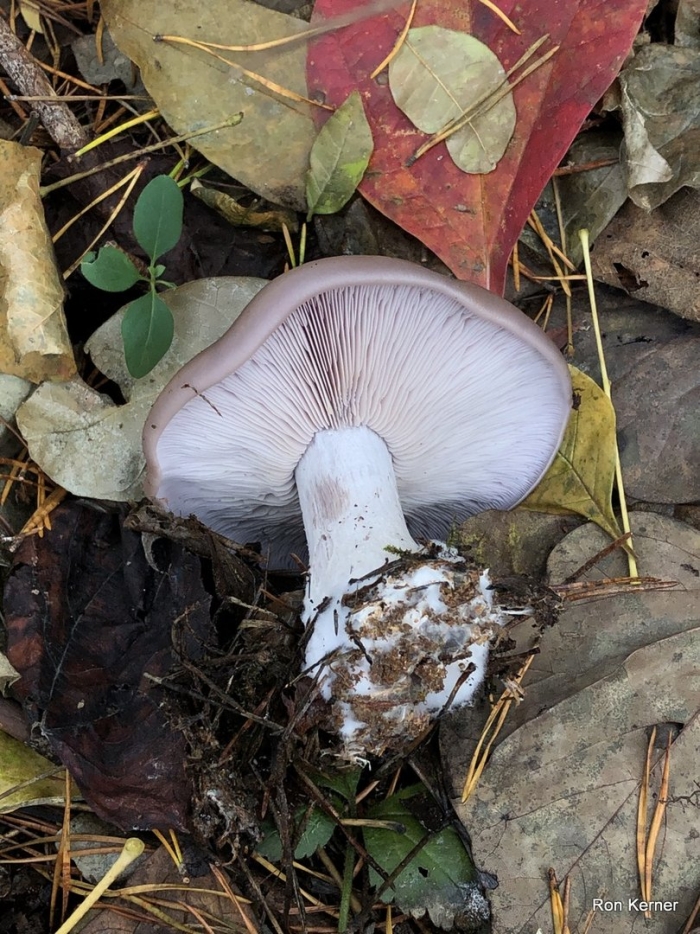 Рядовка фиолетовая гриб