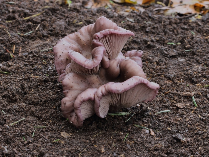 Рядовка сорная lepista sordida