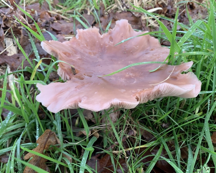 Рядовка гриб