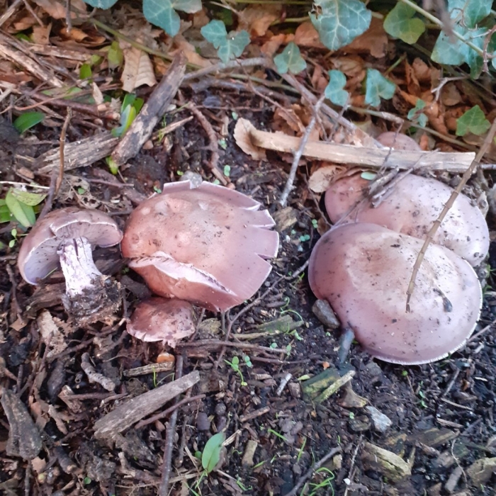 Гриб рядовка съедобный