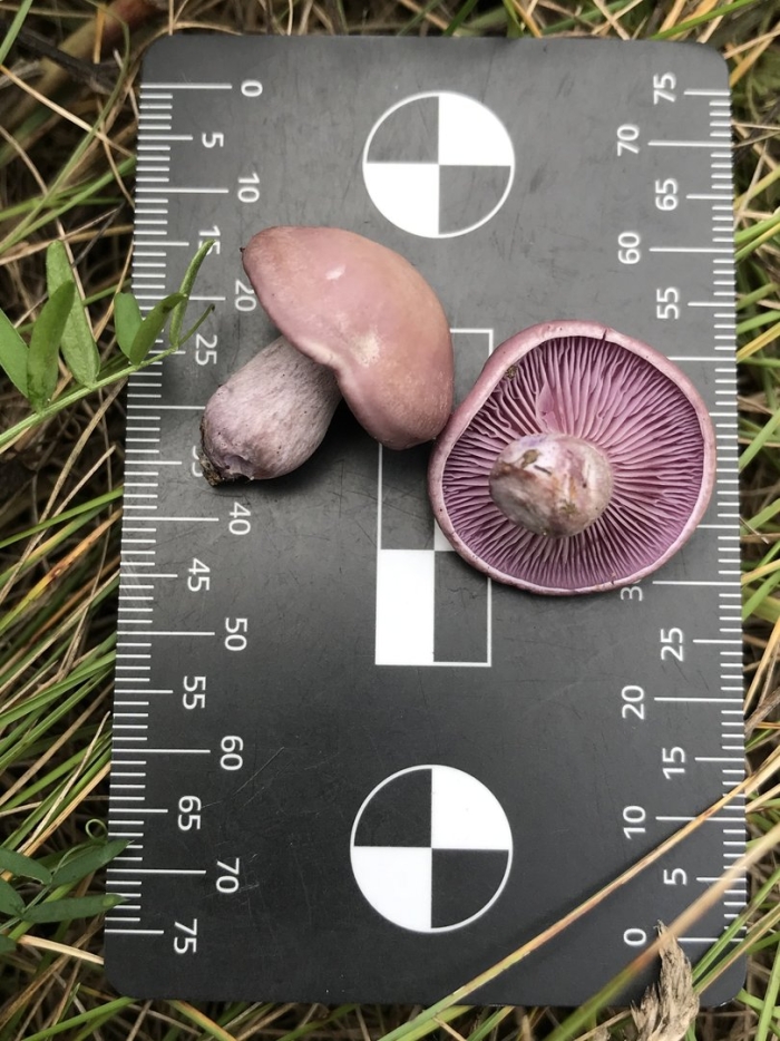 Рядовка фиолетовая на срезе