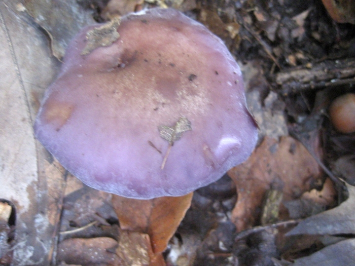 Рядовка фиолетовая съедобные грибы
