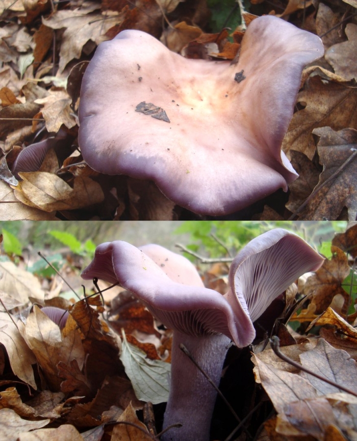 Грибы рядовки синюшки