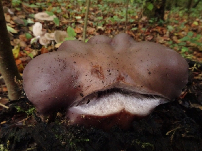 Леписта одноглазая