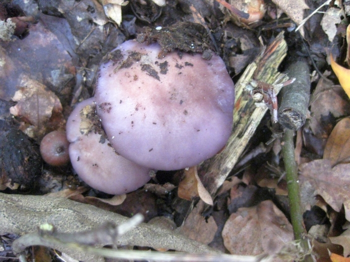 Рядовка фиолетовая съедобные грибы