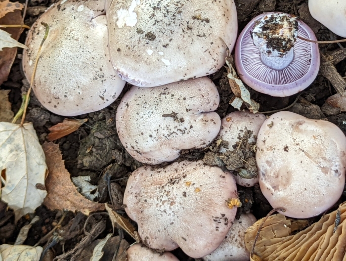 Гриб рядовка фиолетовая