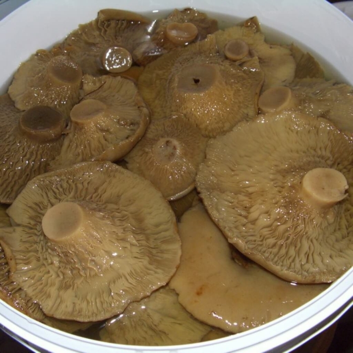 Грузди гриб