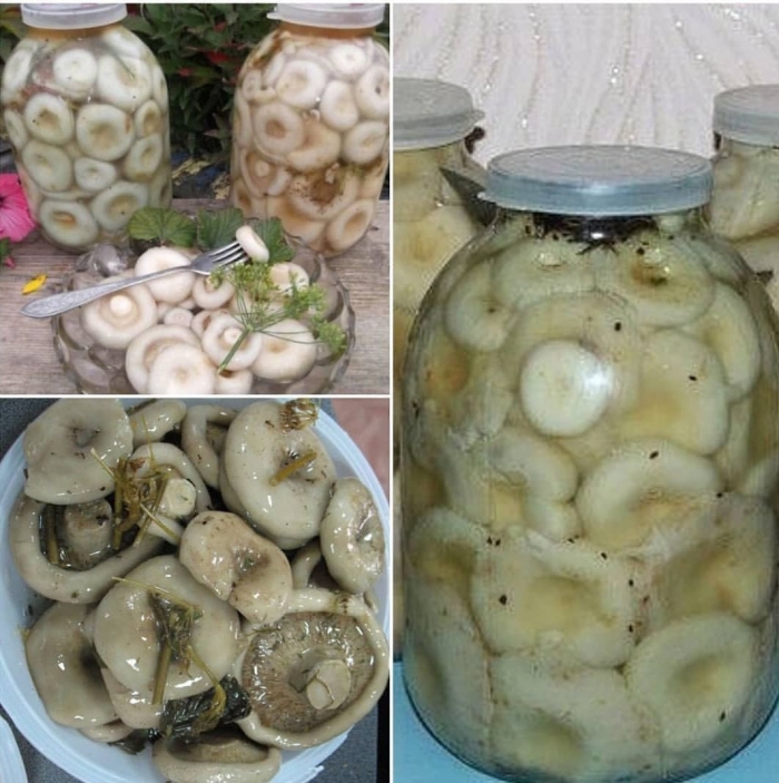 Белый груздь соленый