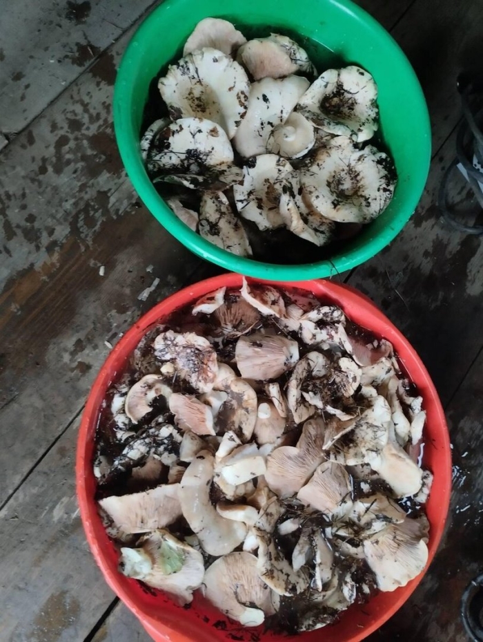 Гриб подгруздок