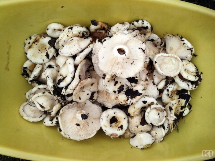 Белый груздь гриб